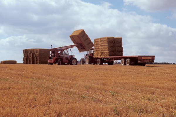Jean-Louis Carpentier - Moisson du blé Jean-Louis Carpentier Moisson du blé.jpg